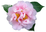 camellia