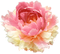 peony