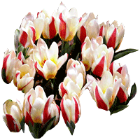 tulips