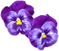 violas