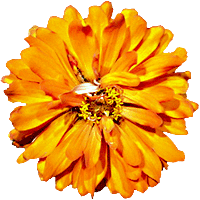 zinnia