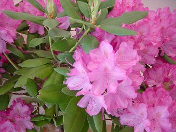 rhododendrons