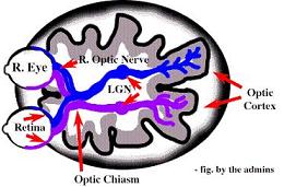 neural connections