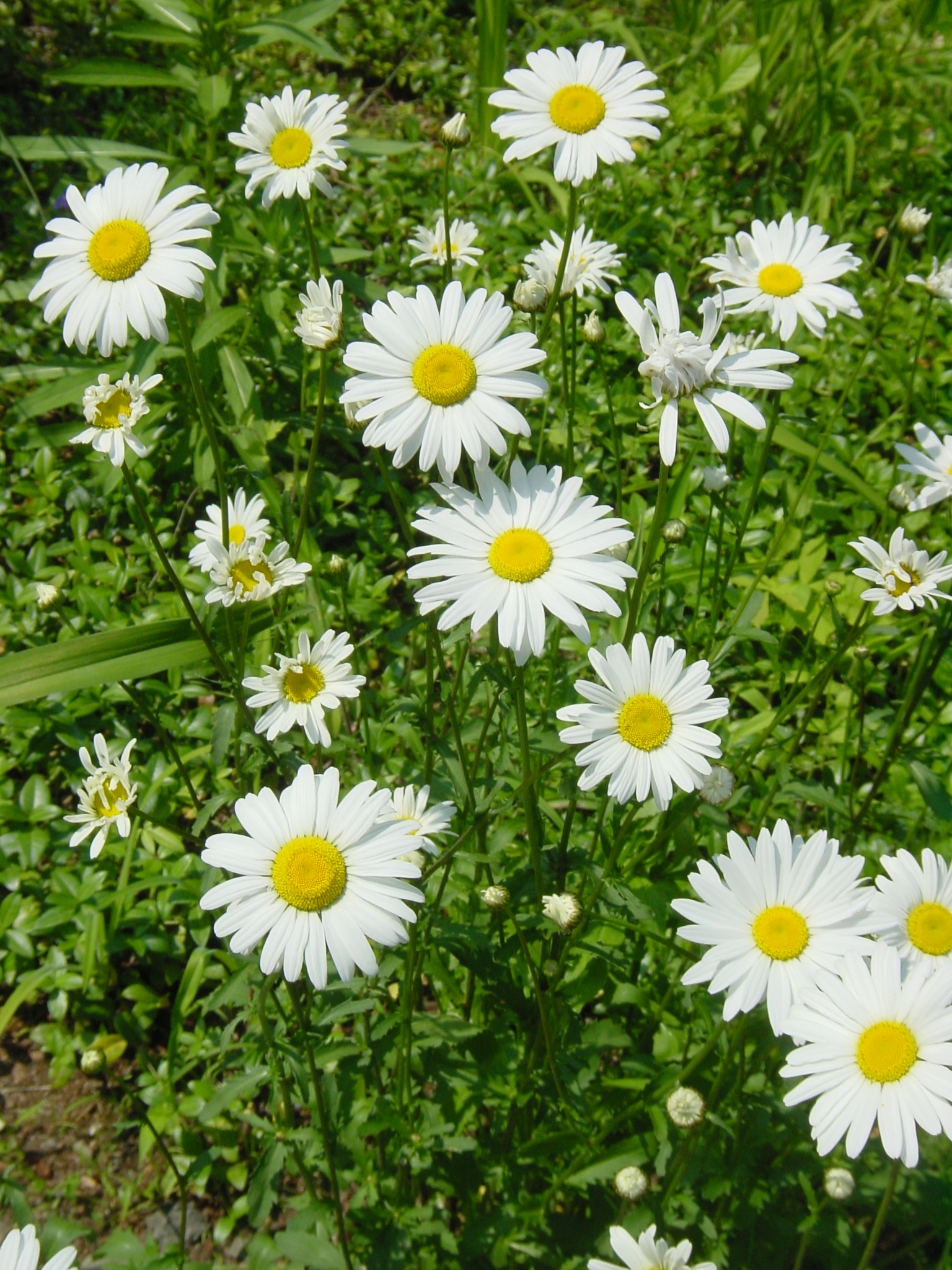 daisies