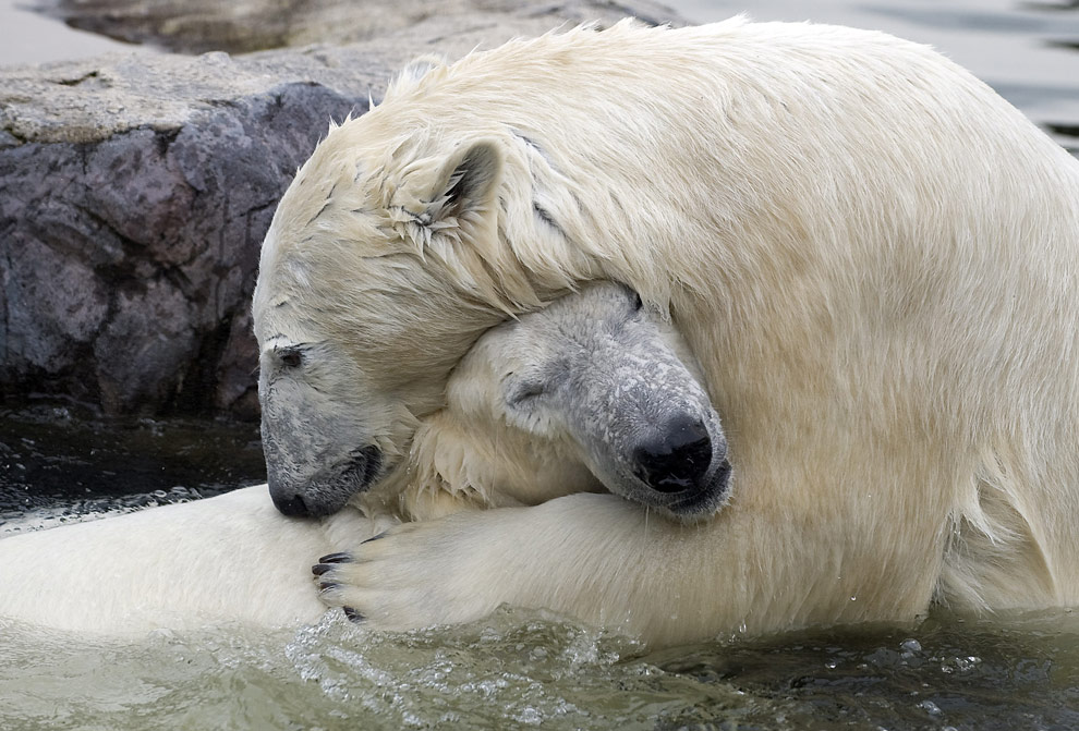 A big huge happiness-inducing bear hug