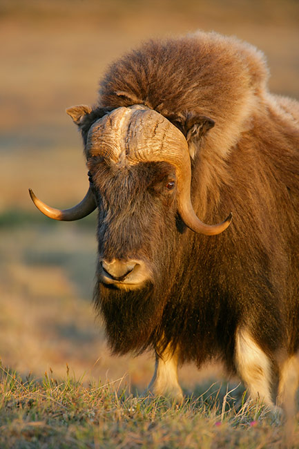 Happy New Year for the Year of the Ox! | Senia Maymin, Ph.D